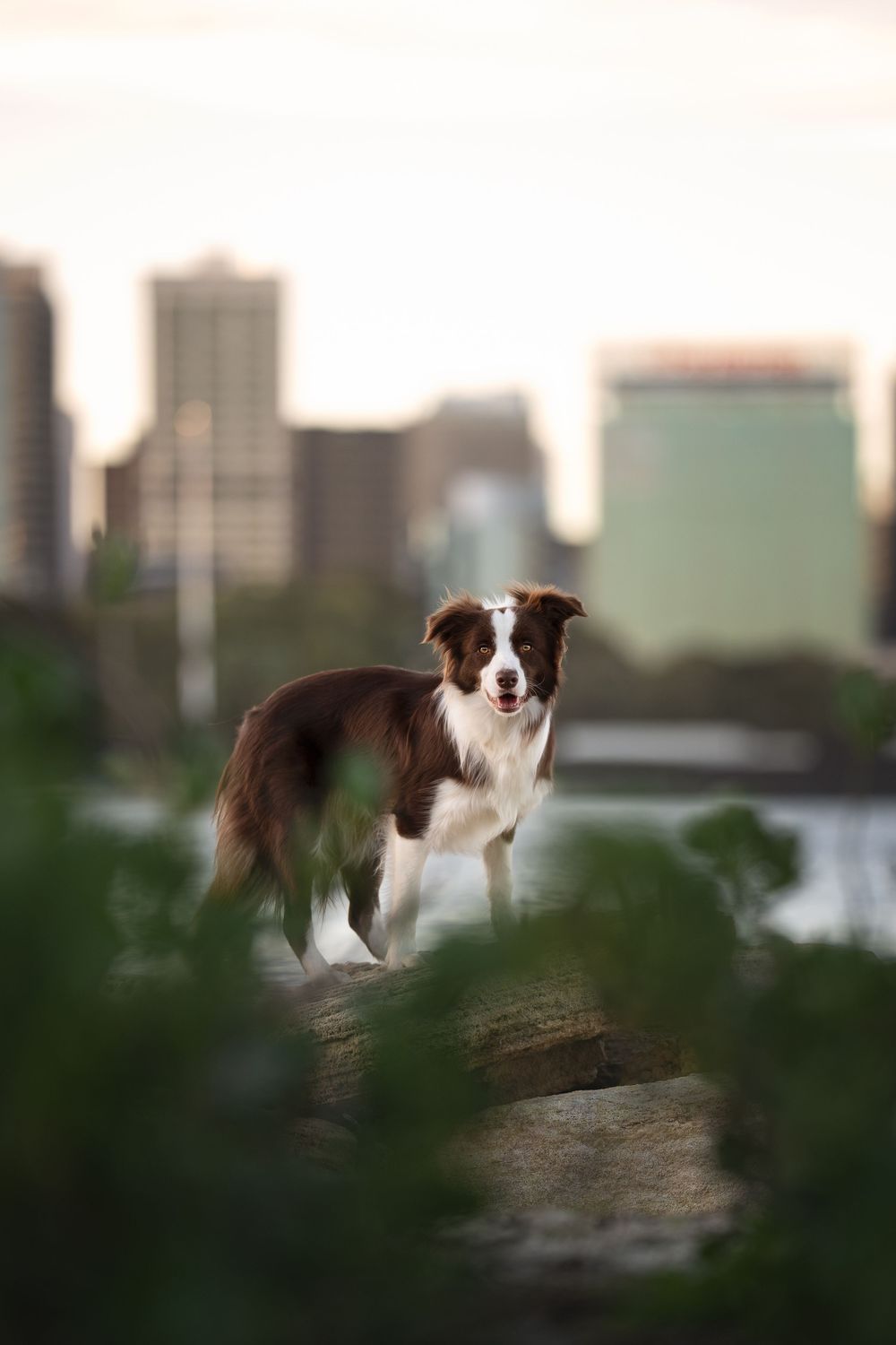 Border Collie dog stands proudly against blurred city skyline backdrop during golden hour Perth Dog Photoshoot