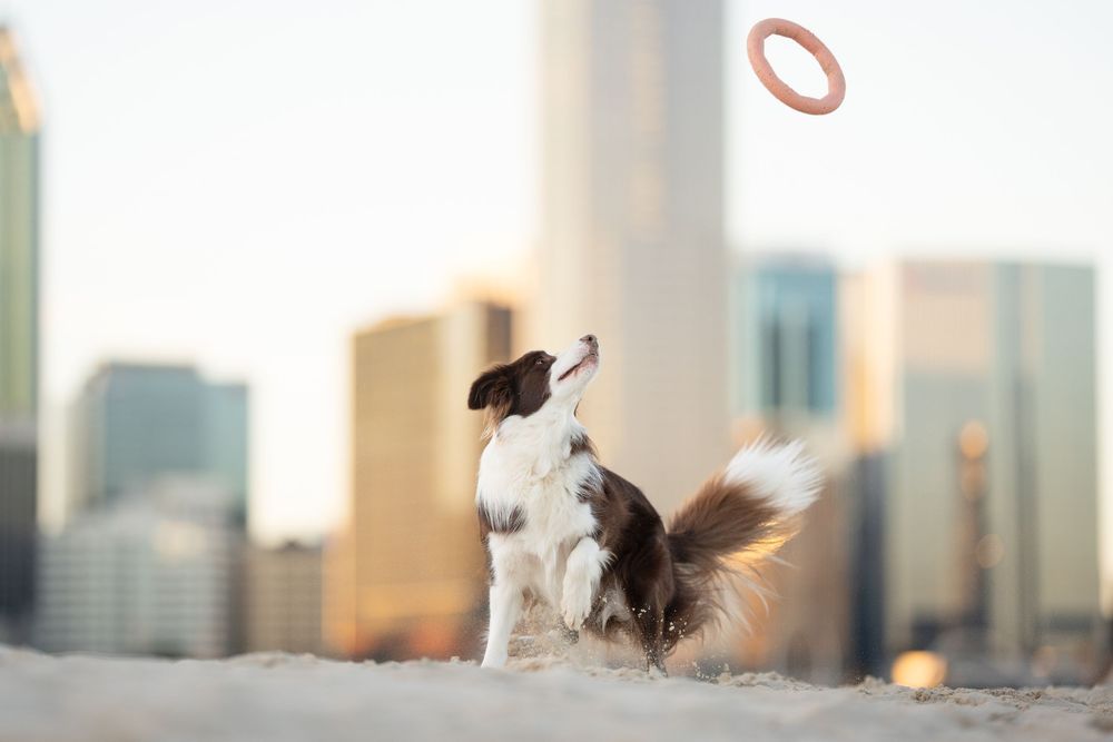 A panoramic view of a city skyline with skyscrapers against a bright sky Border Collie Brown and White  catching a ring toy photoshoot perth