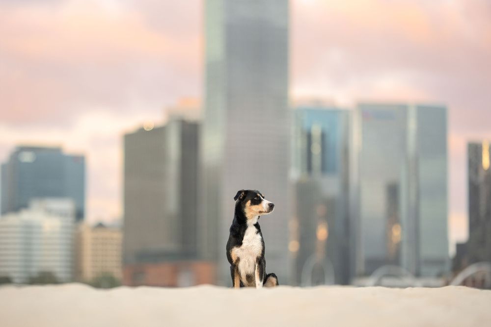 Black and white dog sitting in snow with blurred city skyline skyscrapers in background at sunset.