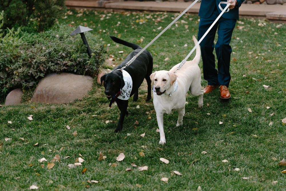 Two dogs on leashes, one black and one white, walking together on grass with fallen autumn leaves.