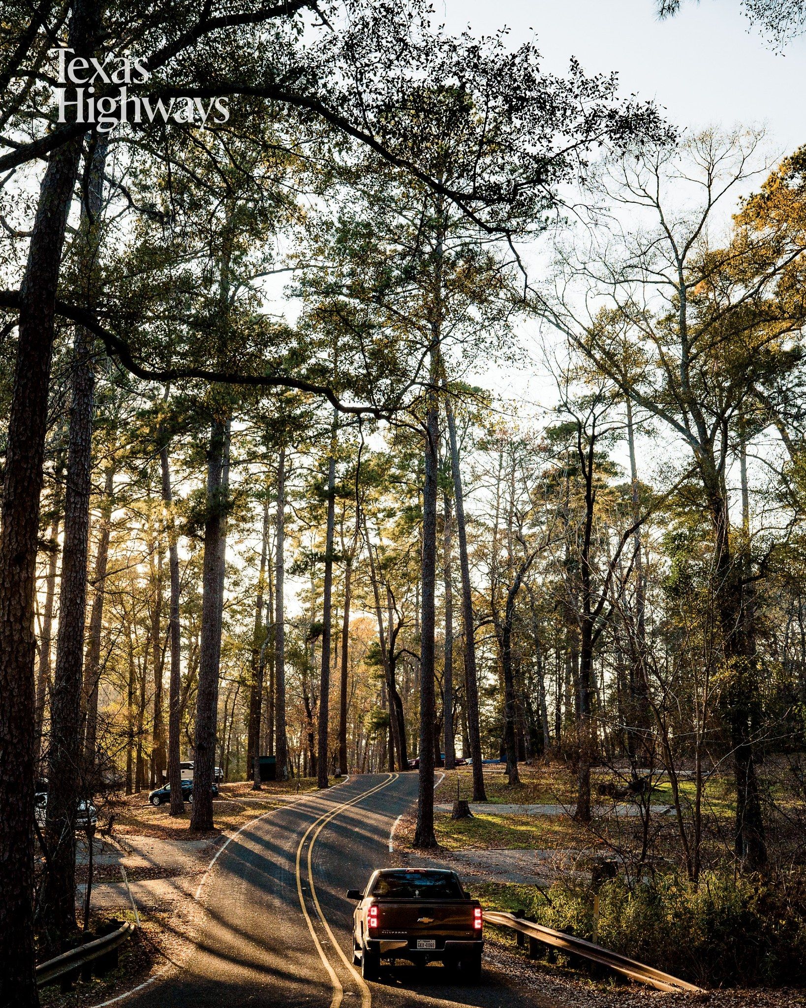 A pickup truck drives along a winding forest road during golden hour with tall pine trees casting long shadows.