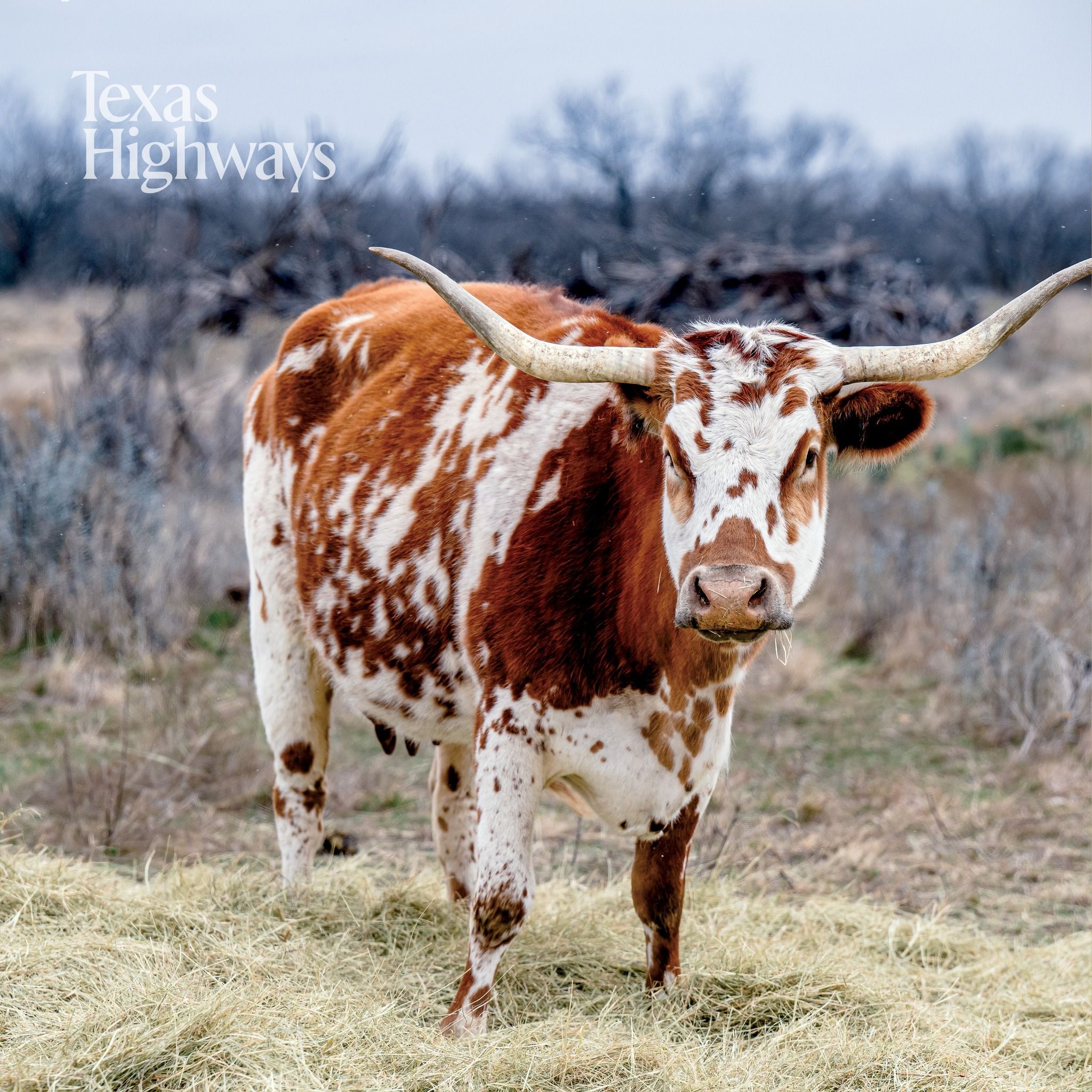 A brown and white spotted Texas Longhorn steer stands in a grass field with barren winter trees in the background.