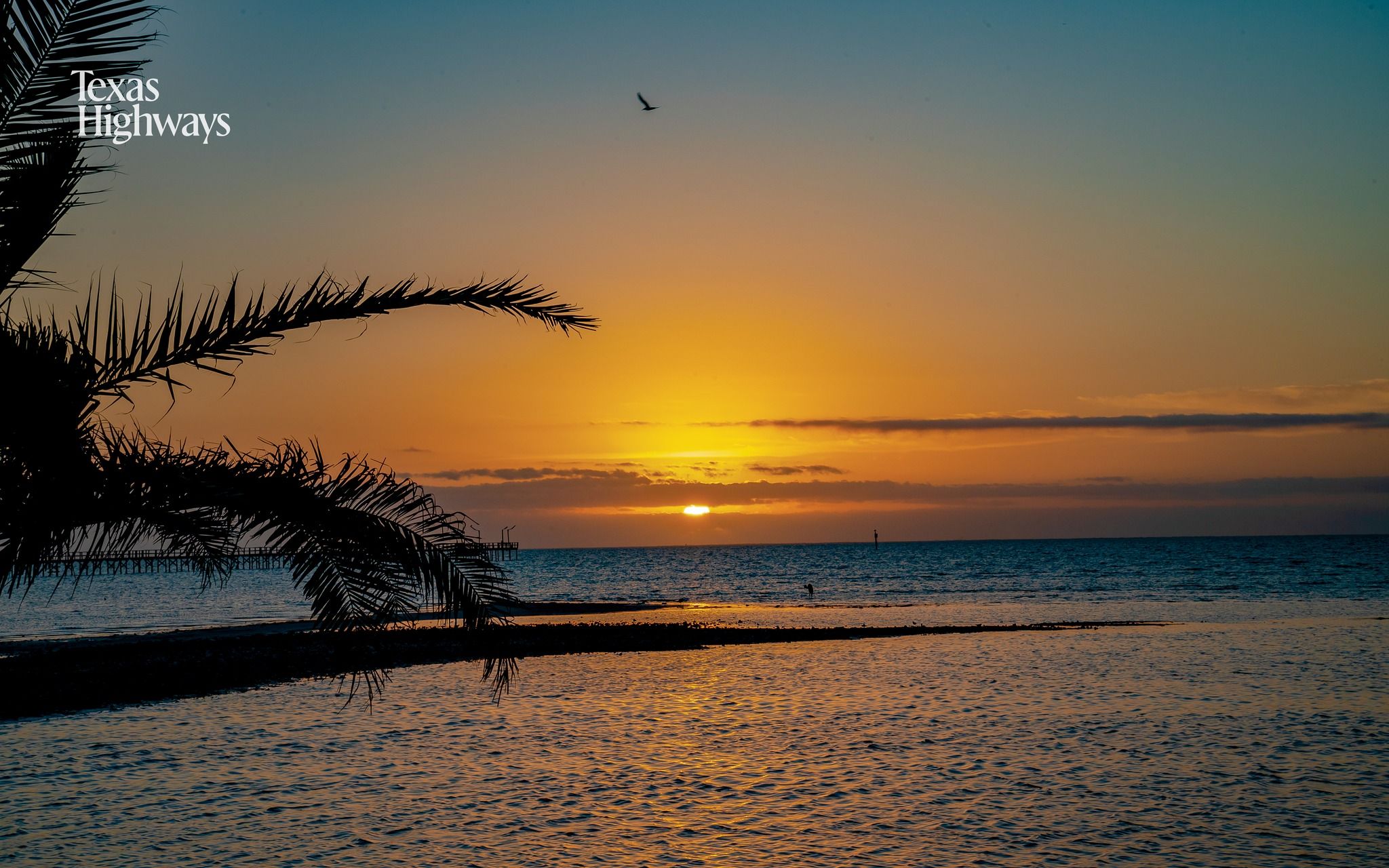 Tropical beach sunset with palm frond silhouette and golden orange sky reflecting on calm ocean waters.
