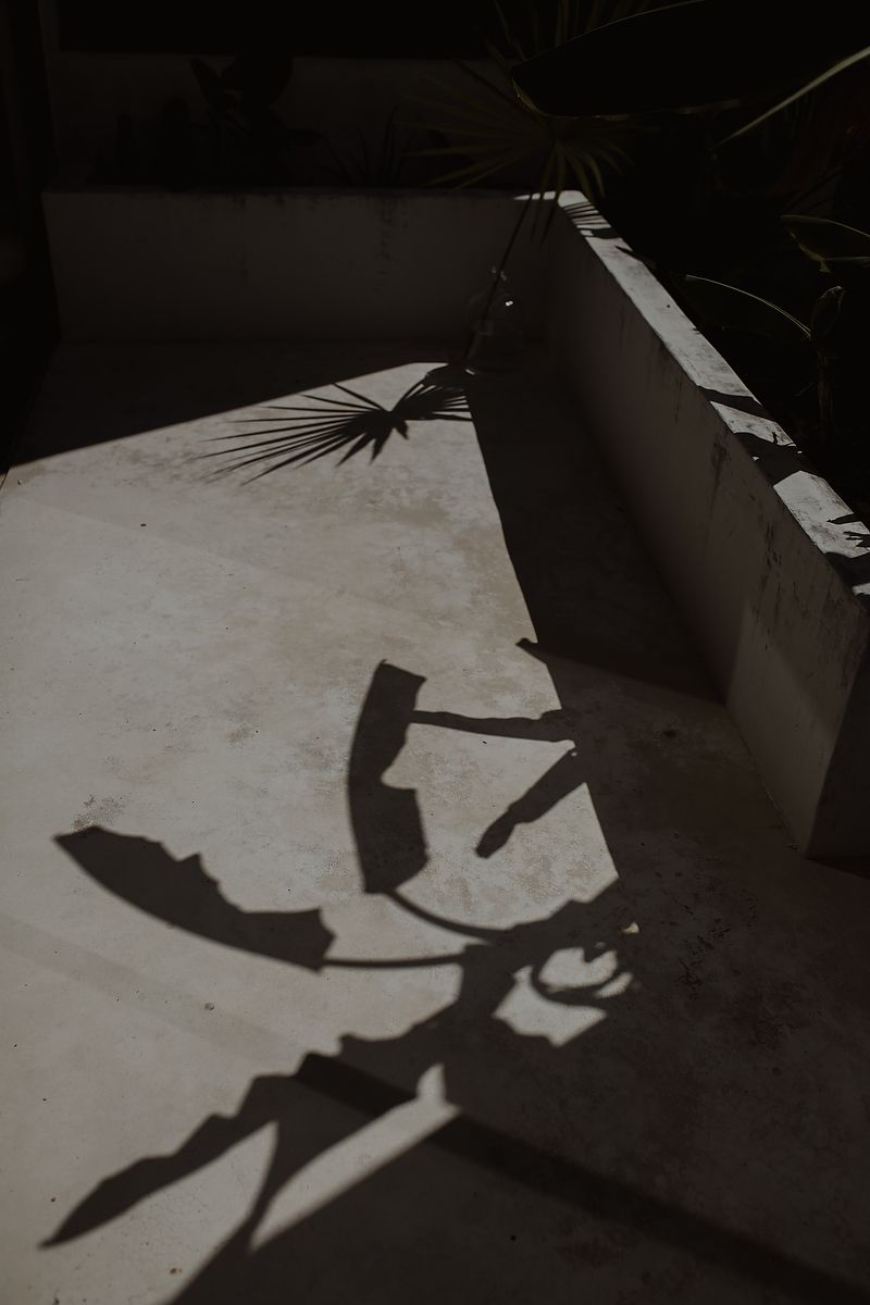 Shadow of tropical plants cast on a white concrete surface in bright sunlight.