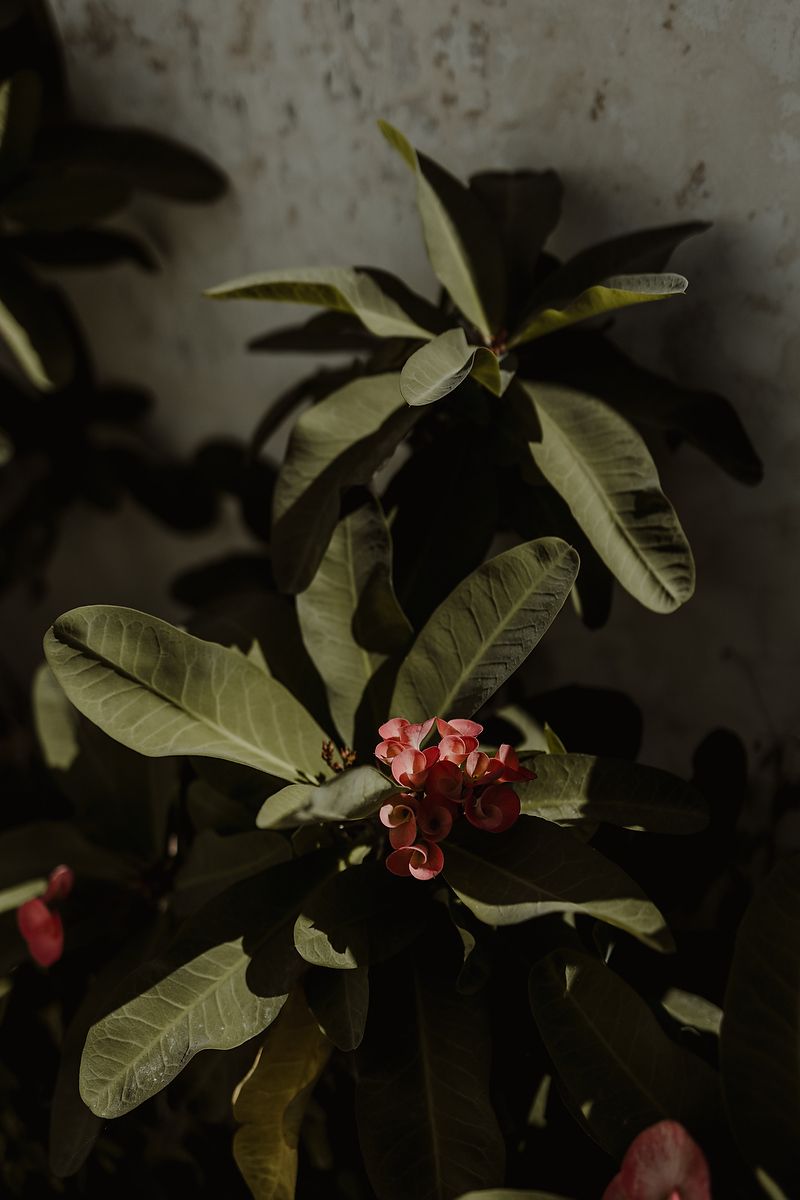 Close-up of a tropical plant with dark green leaves and small red flowers against a textured gray wall.
