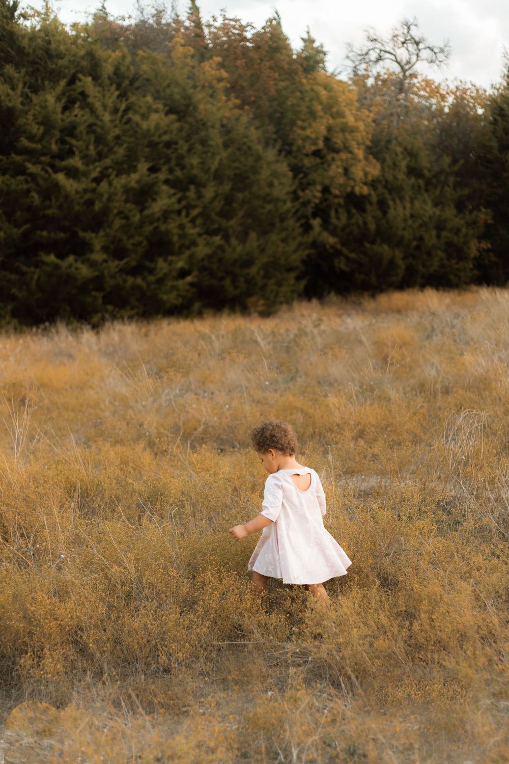 A small child in a white dress walking alone in a golden autumn field with evergreen trees behind.