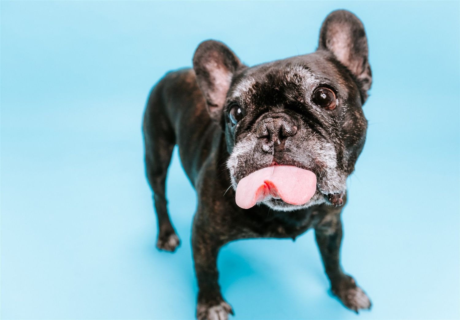 fotógrafo mascotas gran canaria, fotógrafo perros las palmas, fotógrafo perros gran canaria, las palmas, fotógrafo mascotas Las Palmas