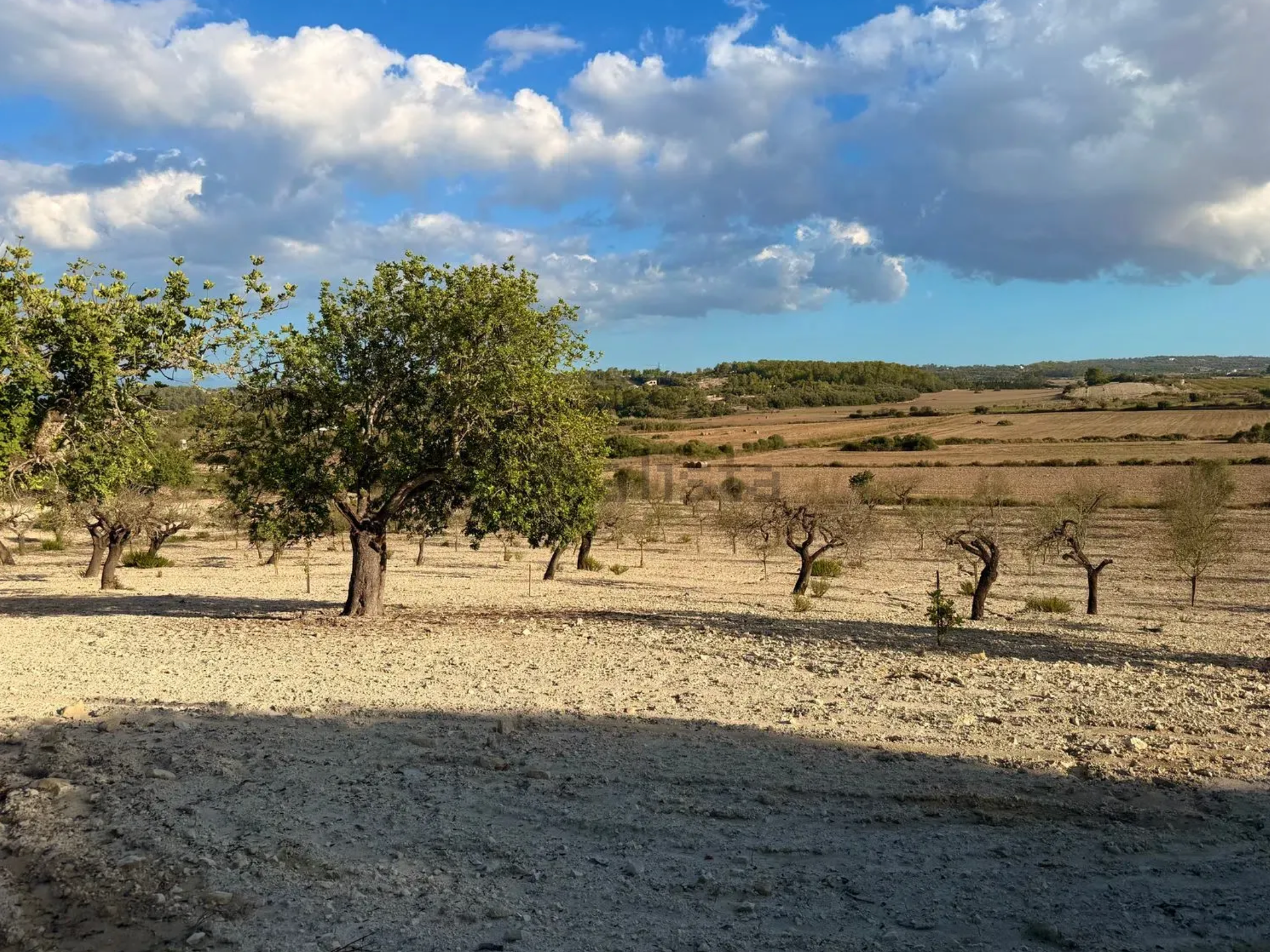 Panoramic view of a dry agricultural landscape with scattered olive trees and cloudy skies stretching to the horizon.