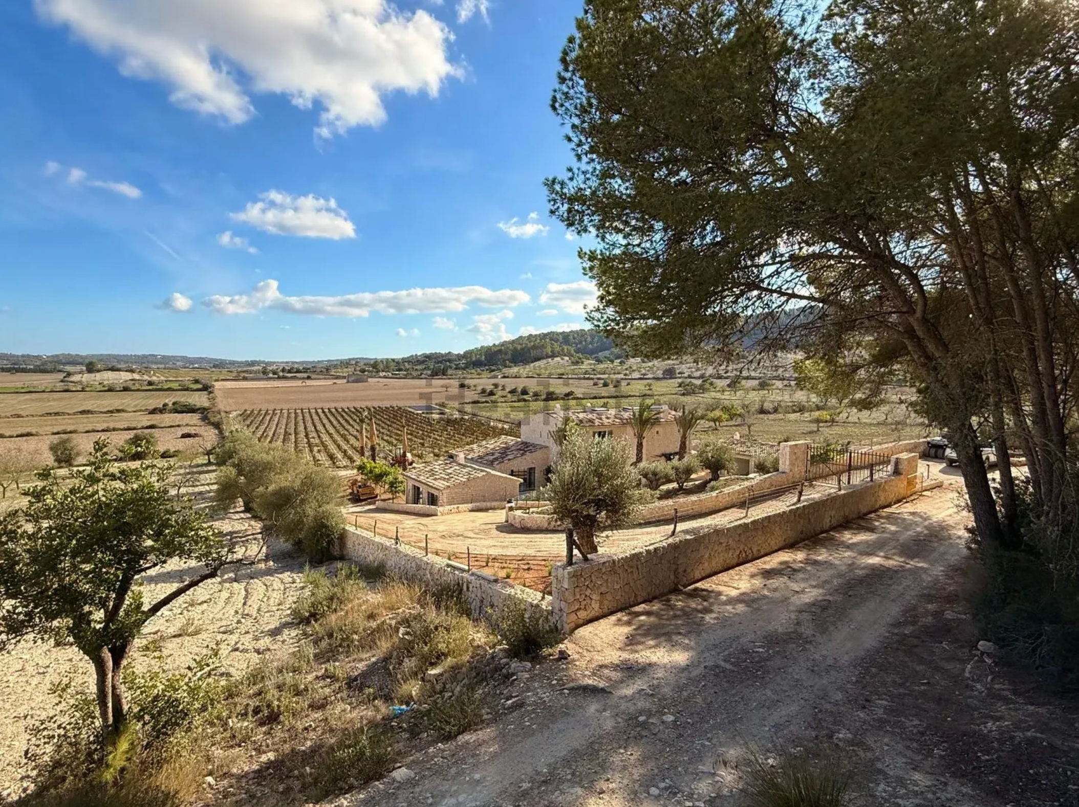 Scenic vineyard landscape with rows of grapevines and dirt path winding through Spanish countryside under blue sky.