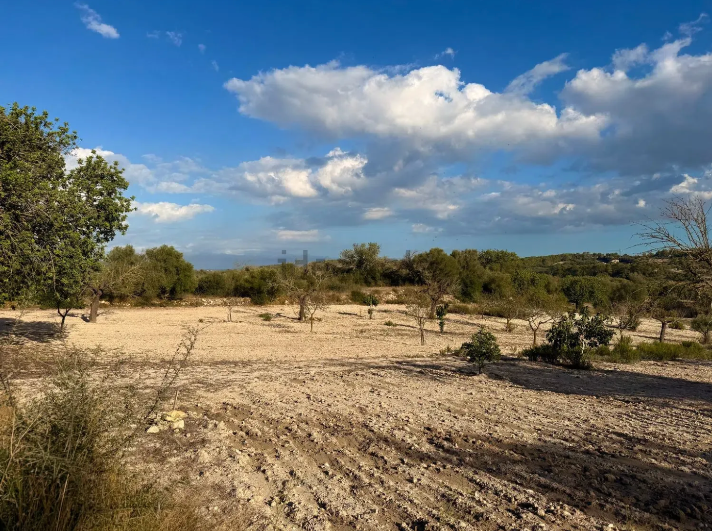 Panoramic view of arid desert landscape with scattered vegetation under bright blue sky and puffy white clouds.