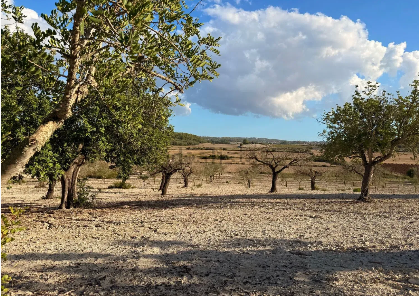 Panoramic view of an arid landscape with scattered almond trees and dry soil under a partly cloudy blue sky.