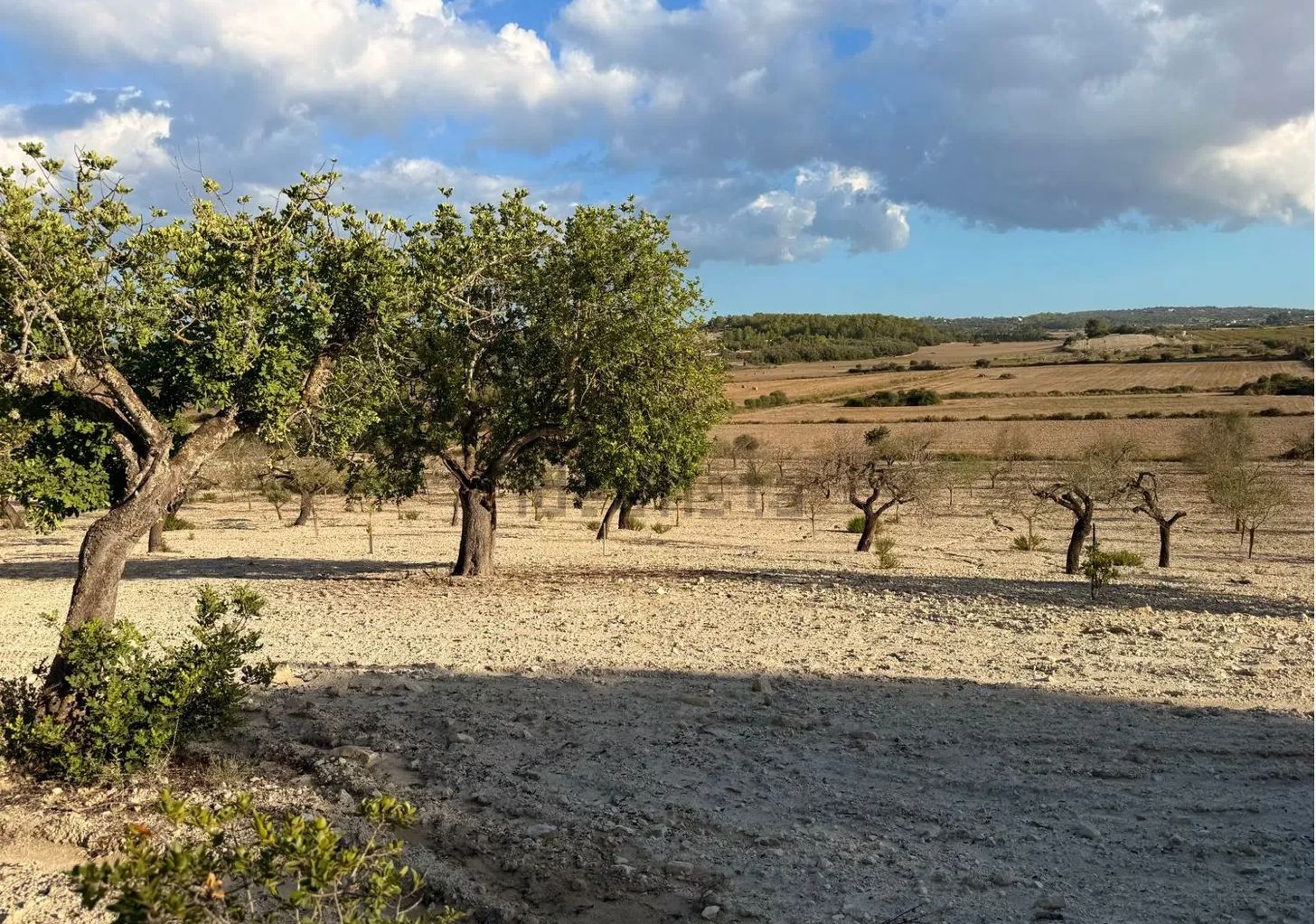 Rolling hills with olive trees dotted across a Mediterranean landscape under dramatic cloudy skies.