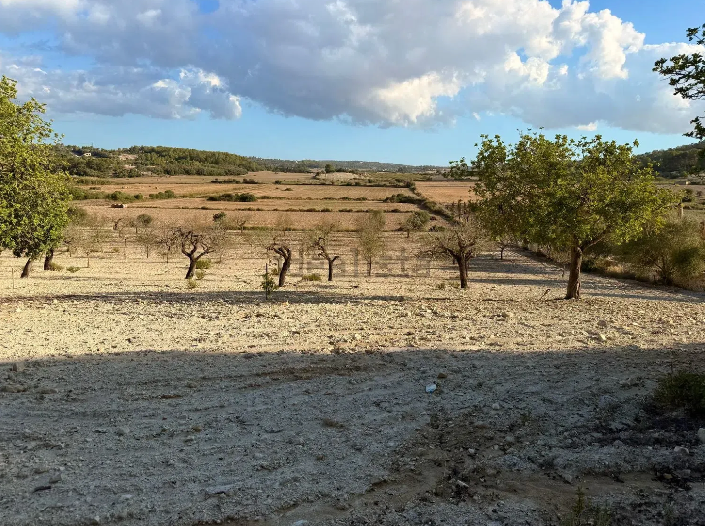 A panoramic view of a dry, arid landscape with scattered trees and shrubs under a cloudy sky.
