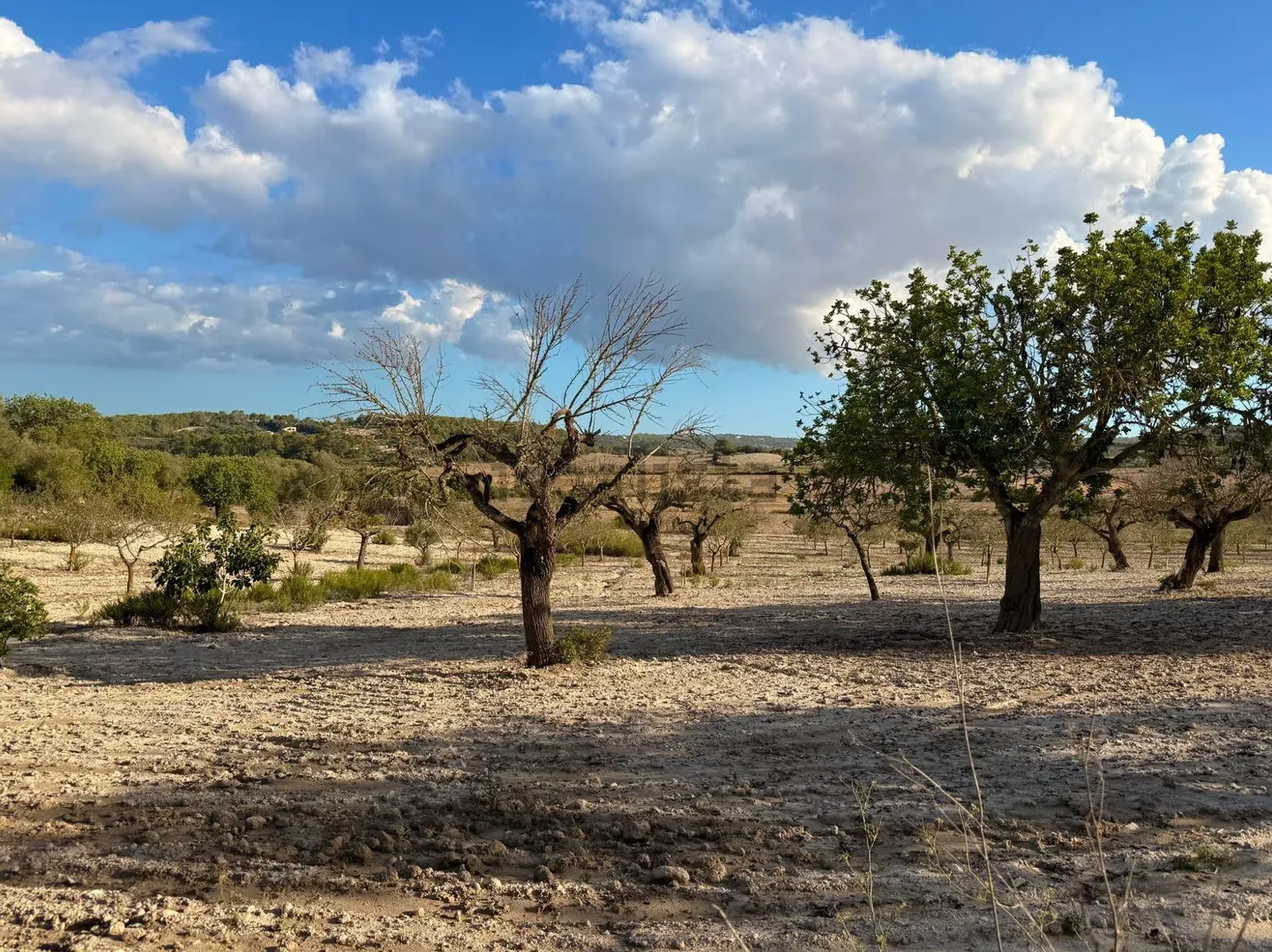 Bare trees stand in a dry, rocky landscape under bright blue sky with puffy white clouds.