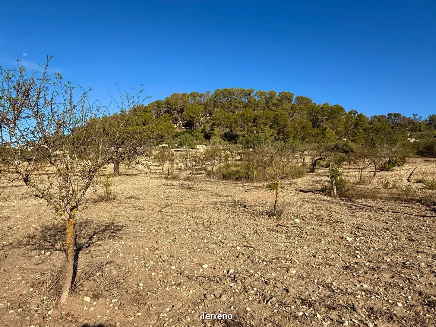 Arid landscape with sparse trees and rocky terrain against blue sky and wooded hillside in background.