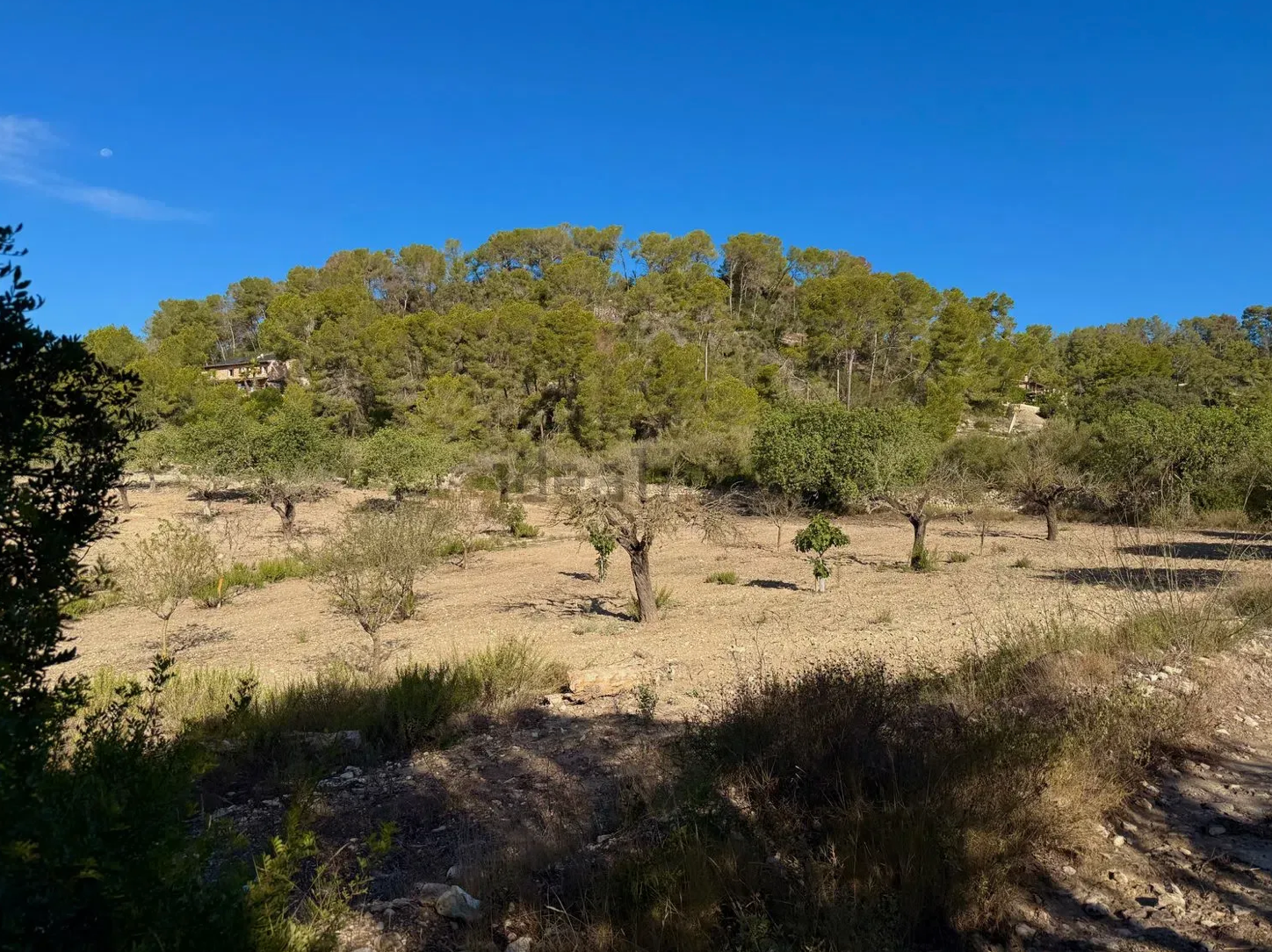 Desert landscape with saguaro cacti and scrub brush scattered across rolling hills under bright blue sky.