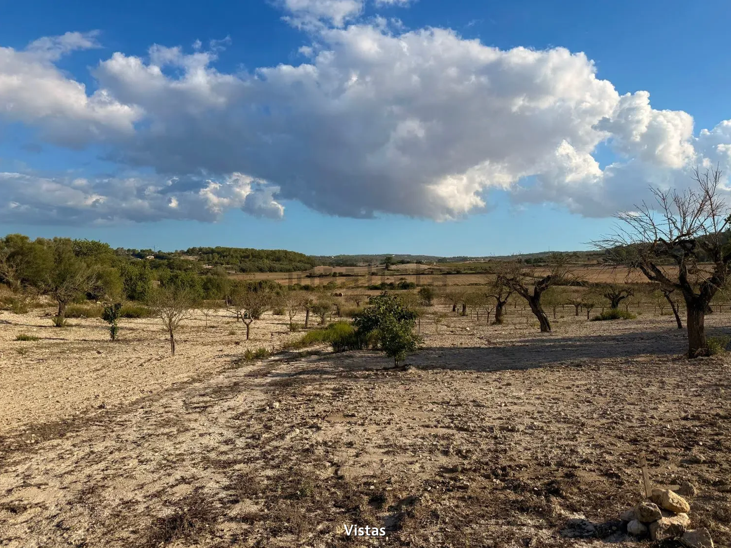 Arid desert landscape with scattered trees and dramatic clouds in the sky over dry rocky terrain.