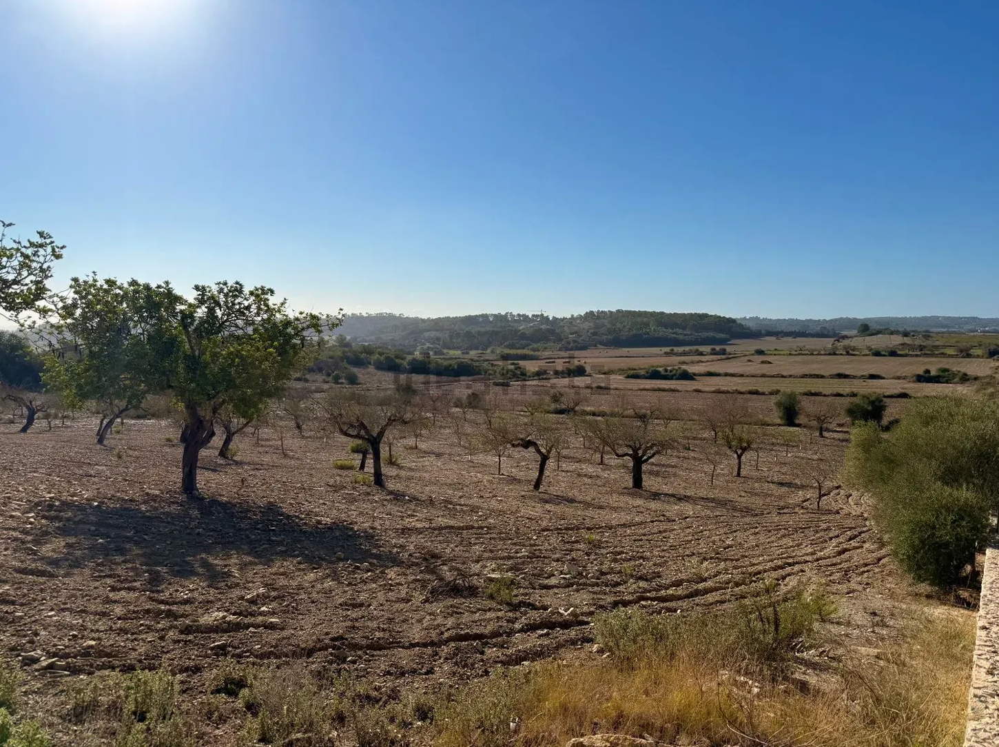 Sparse olive trees dot a dry hillside landscape under bright blue sky in rural Mediterranean countryside.
