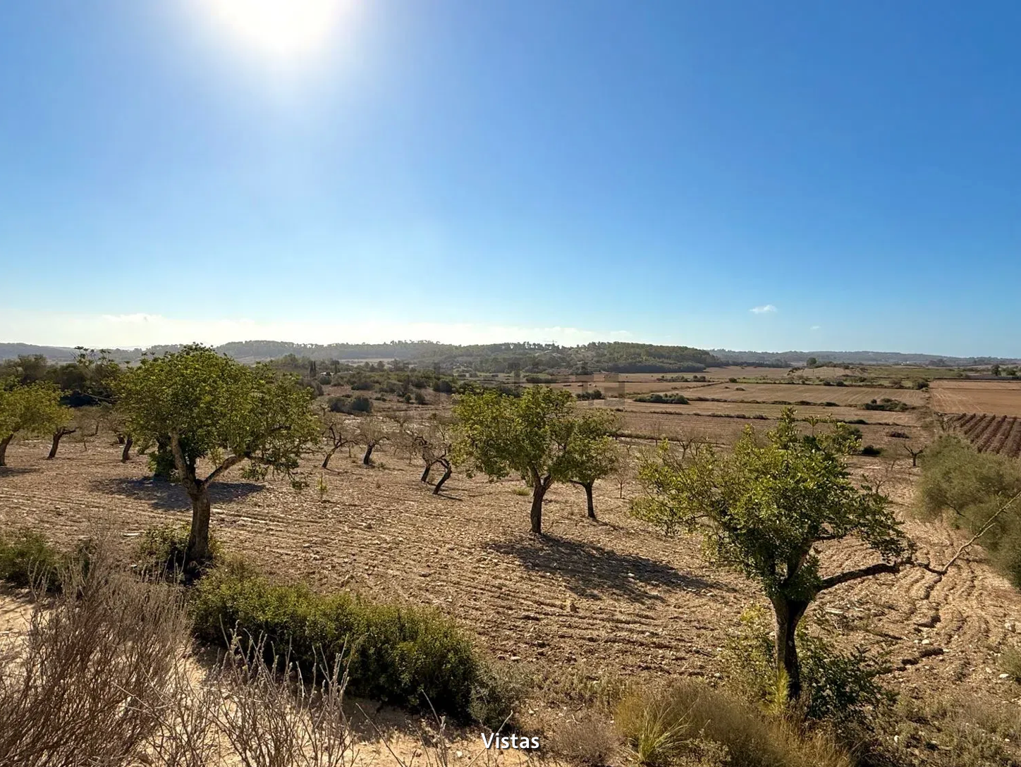 A panoramic view of an arid desert landscape with scattered trees and rolling hills under a bright blue sky.