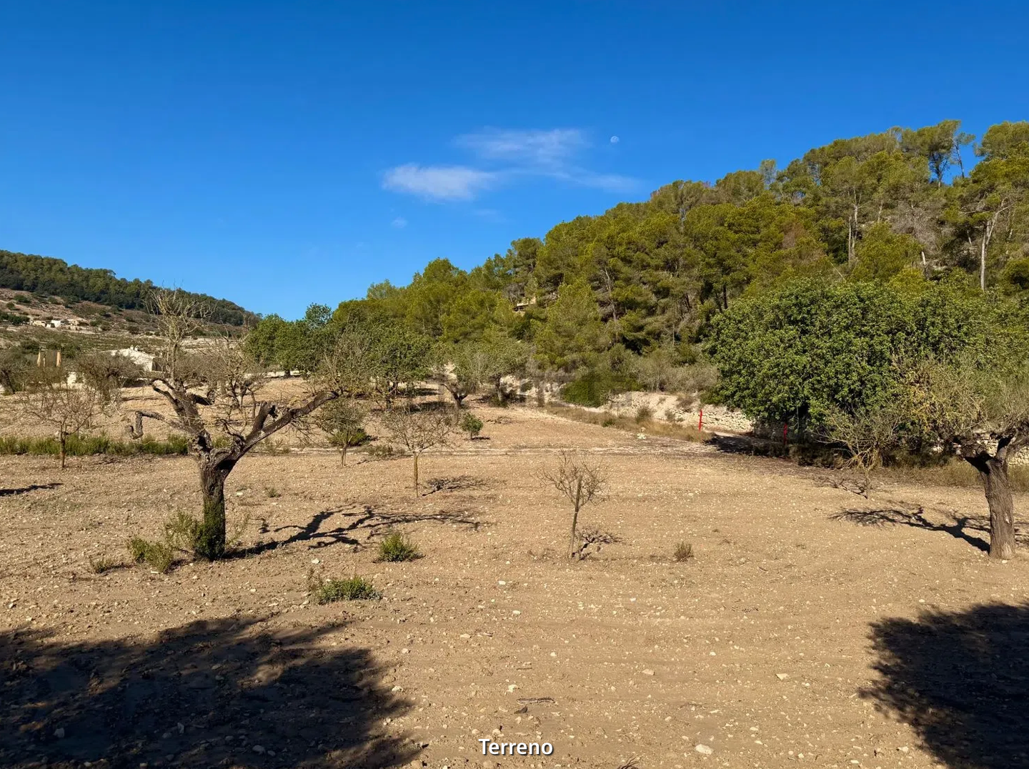 A panoramic view of a desert landscape with scattered trees and shrubs under bright blue skies.