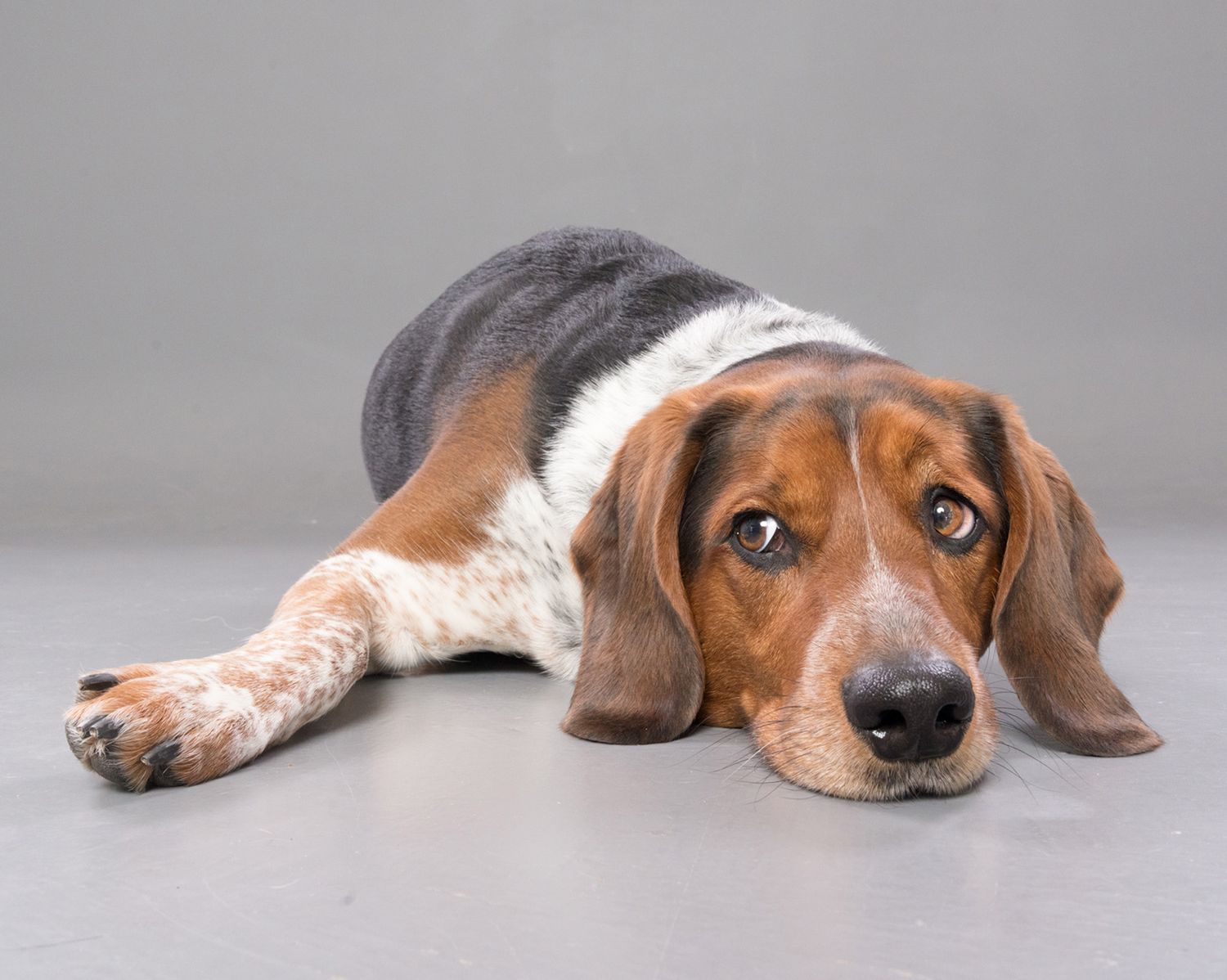 Pet photographer dog portrait Toronto