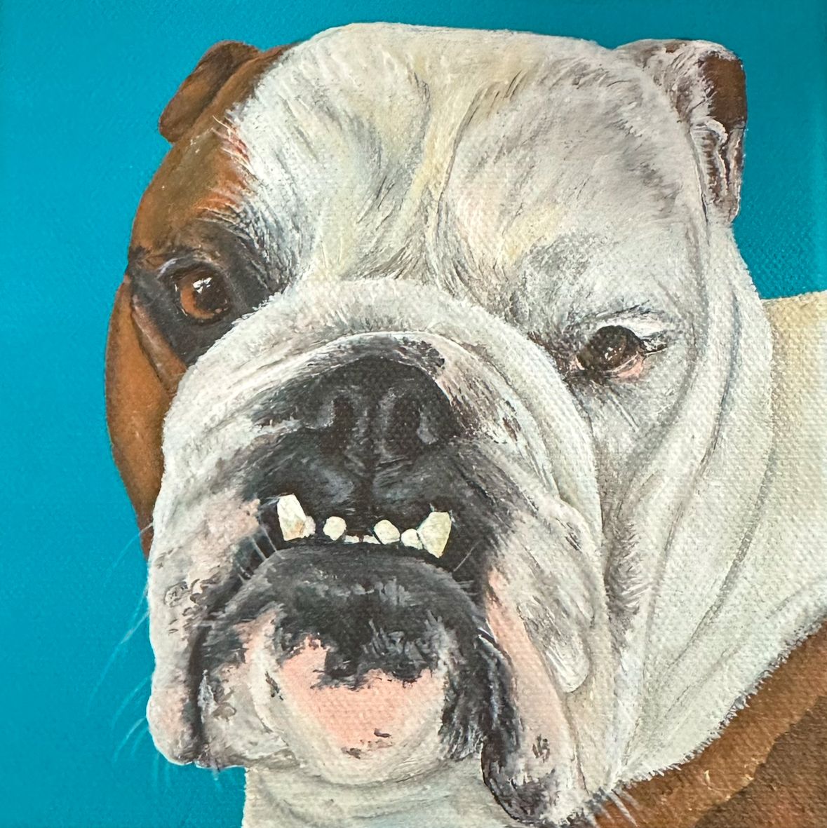Close-up portrait of a white and brown bulldog with wrinkled face against turquoise blue background.