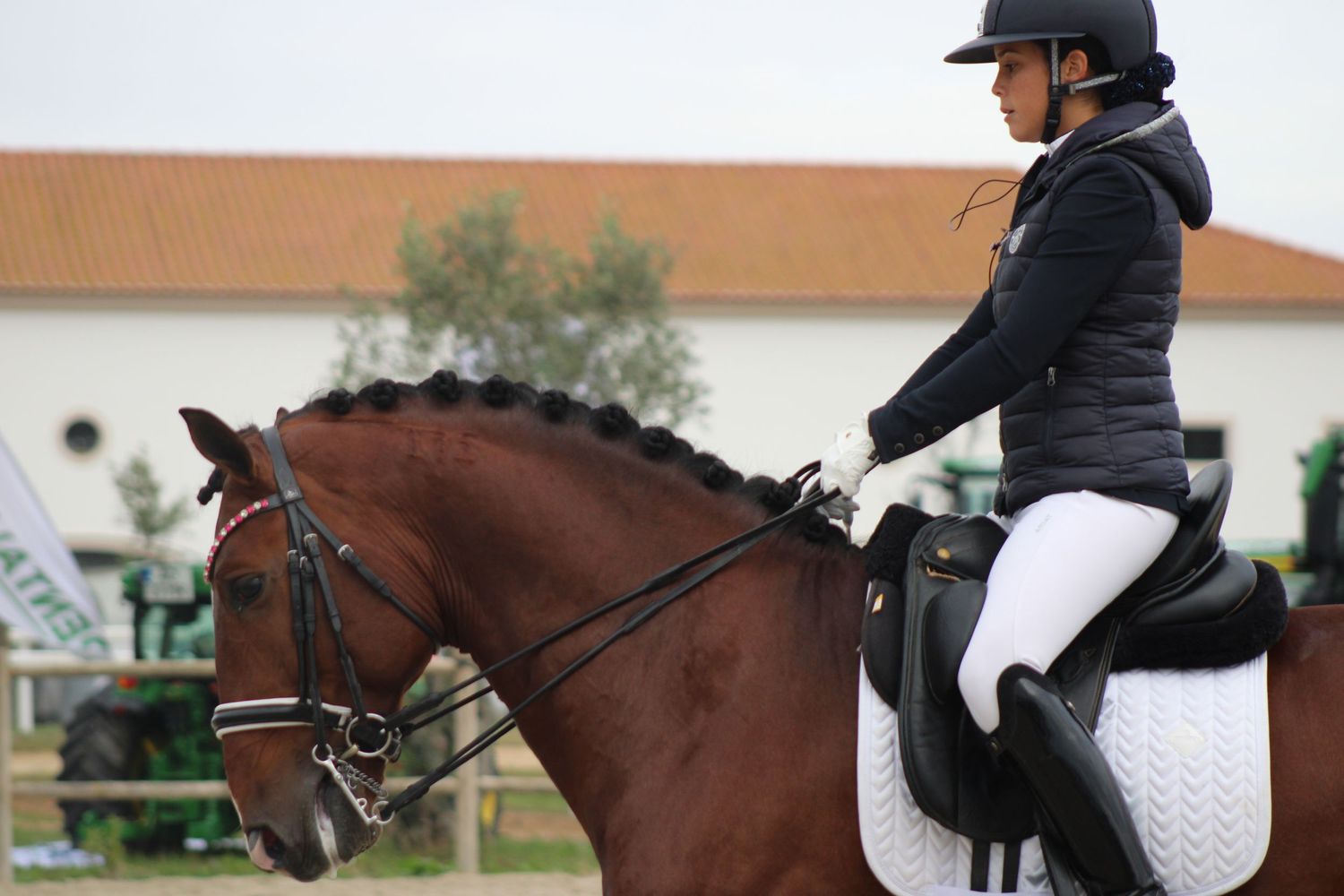 Dressage