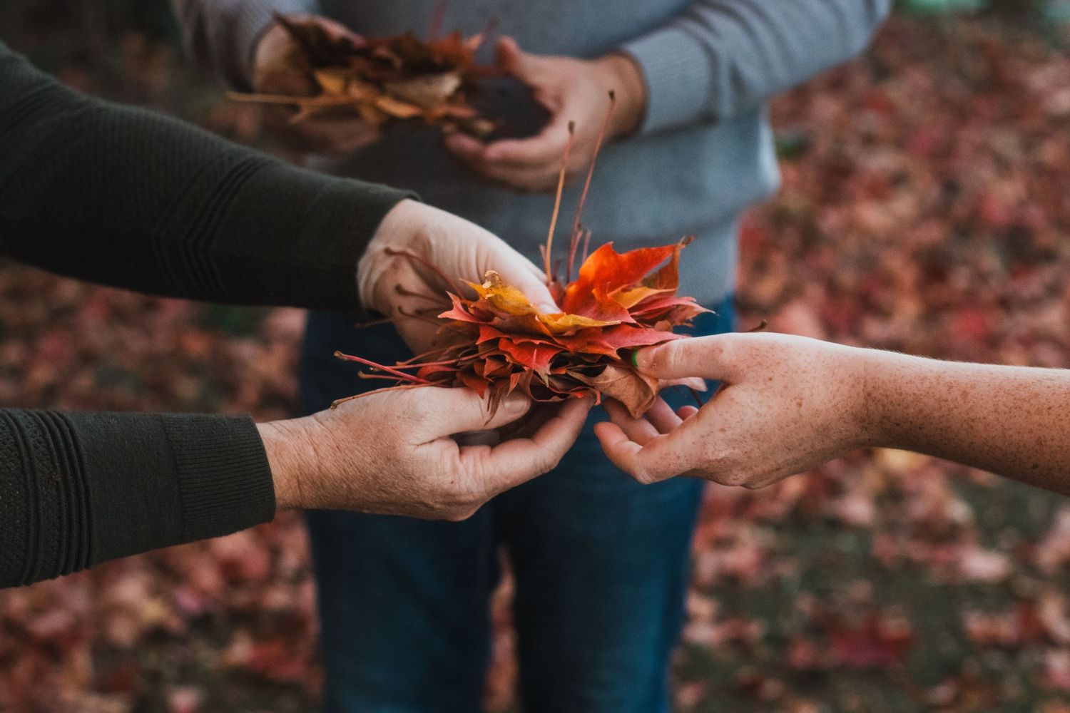 Hand of a family gathering leaves during a lifestyle family photography session - lifestyle family photographer in South Lyon, Michigan.
