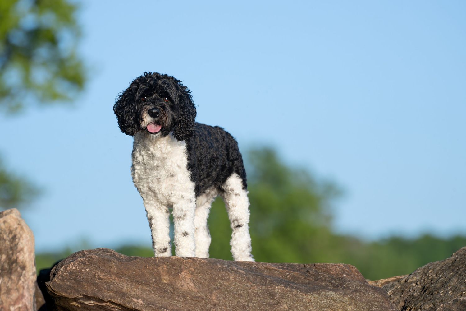 A black and white Portuguese Water Dog stands confidently on a large rock against a blue sky backdrop.