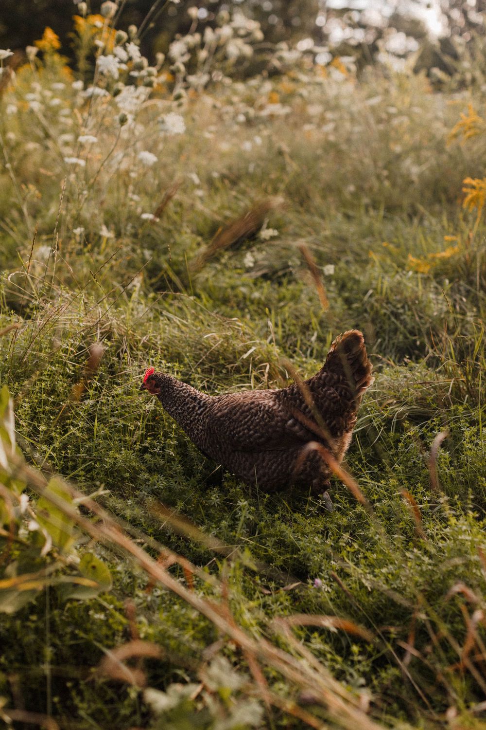 Brown chicken foraging in tall grass and wildflowers at golden hour.