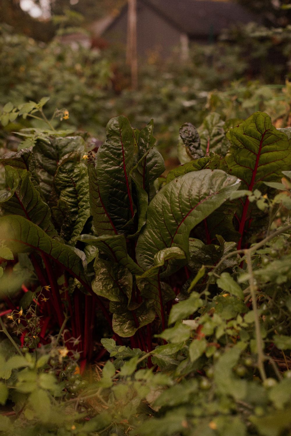 Close-up of Swiss chard plants with dark green leaves and red stems in garden.