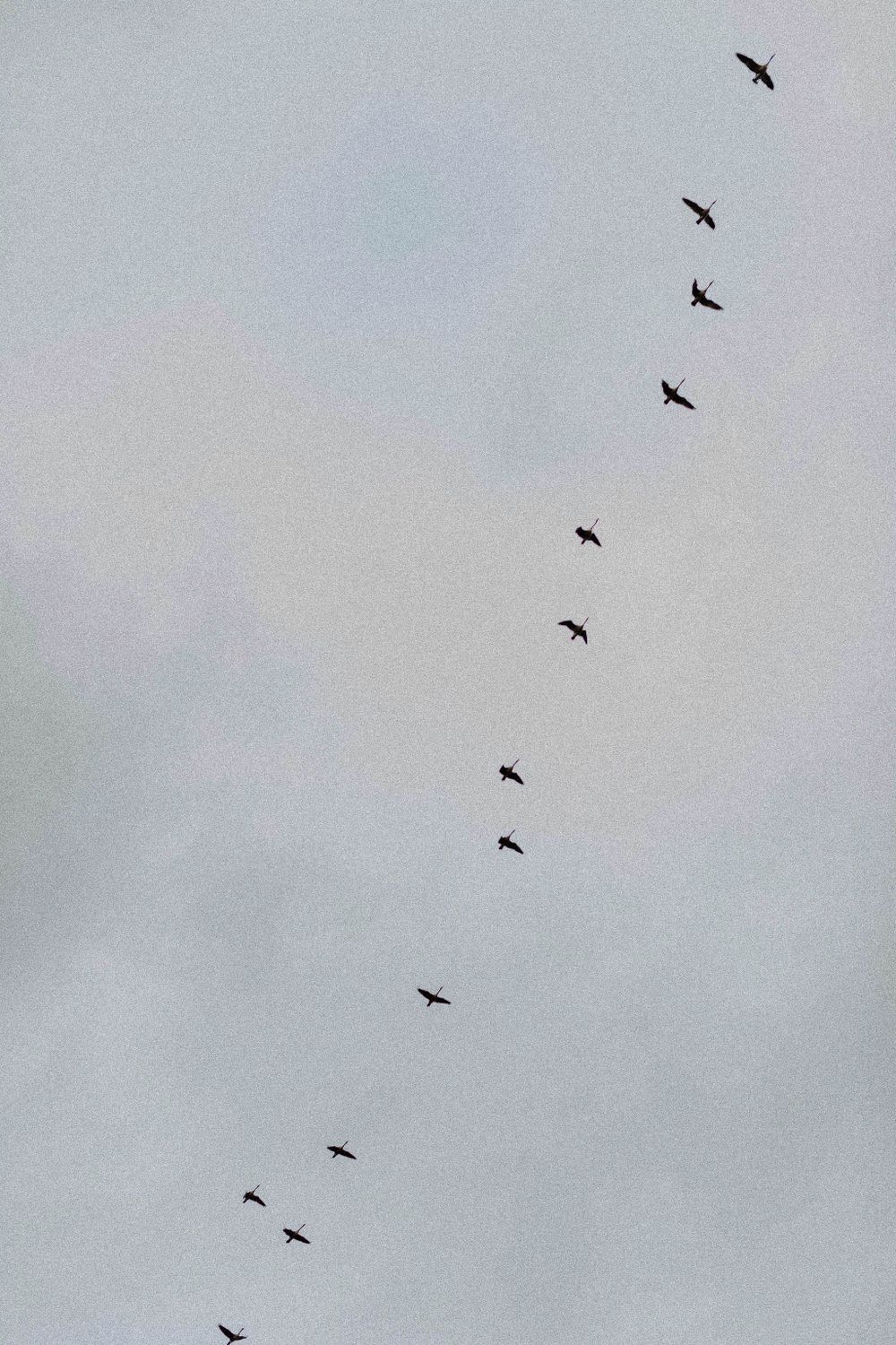 A line of birds flying in formation against a grey sky.