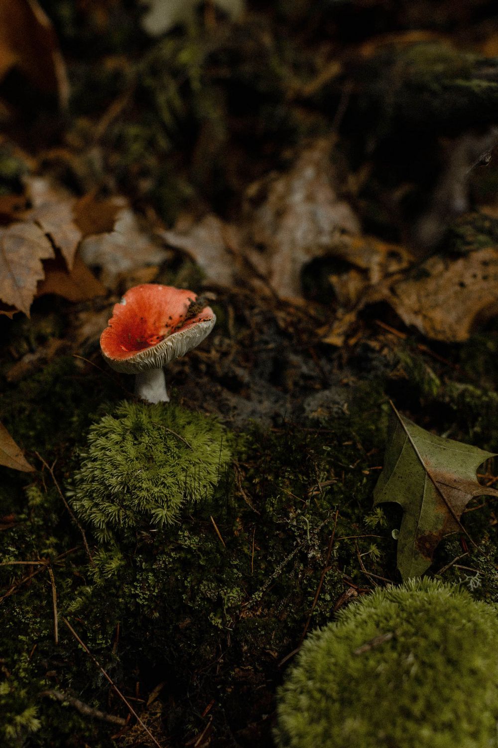 A small red mushroom growing among moss and fallen leaves.