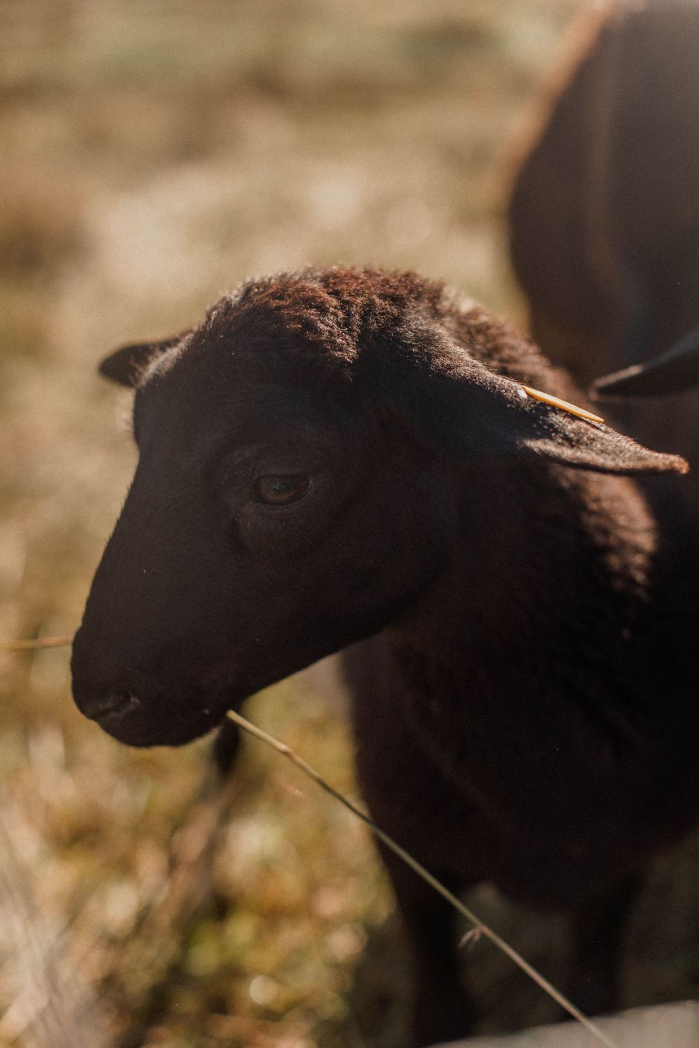 Close up portrait of a black lamb with soft fur in warm natural lighting.