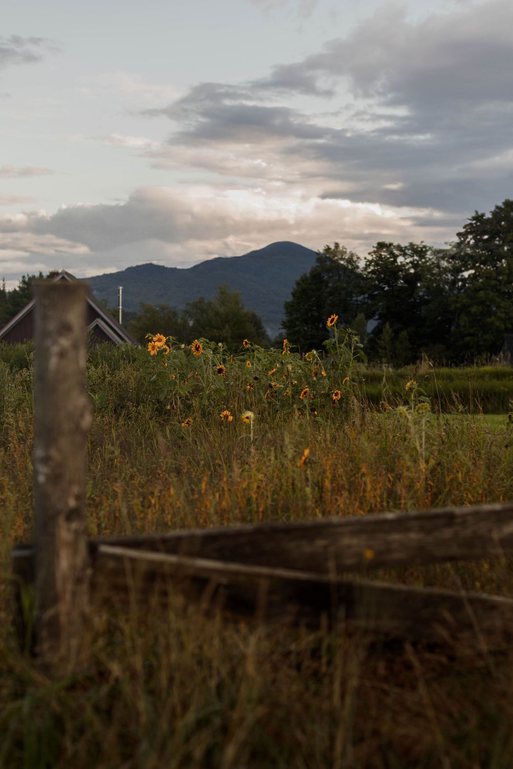 Rustic wooden fence post frames sunflowers with mountains in the distance.