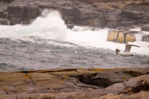 Waves crash against rocky coastal cliffs on a stormy day with white surf spraying into the air.
