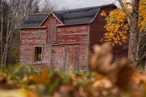 Old weathered red barn with peeling paint stands among autumn trees with golden foliage.
