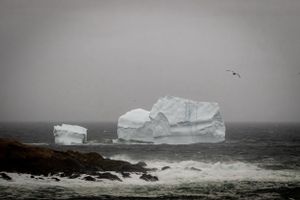 A massive iceberg floats off the rocky coastline in foggy conditions as waves crash and a seabird soars overhead.