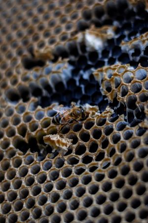 Close up macro photo of a honeycomb with a single bee and damaged black areas showing hexagonal cells.
