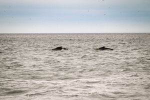 Two whales surface in the grey ocean waters with their dorsal fins visible breaking through the waves.