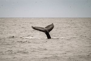 A whale's tail fluke rises above the gray ocean surface in a dramatic display of marine wildlife.