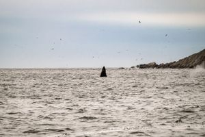 A solitary rock formation rises from the misty ocean waters near a coastal cliff with seabirds flying overhead.