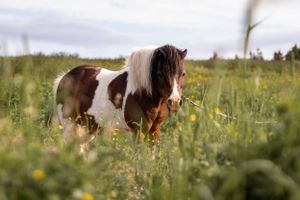 A brown and white pony grazes in a summer meadow filled with wildflowers under an overcast sky.