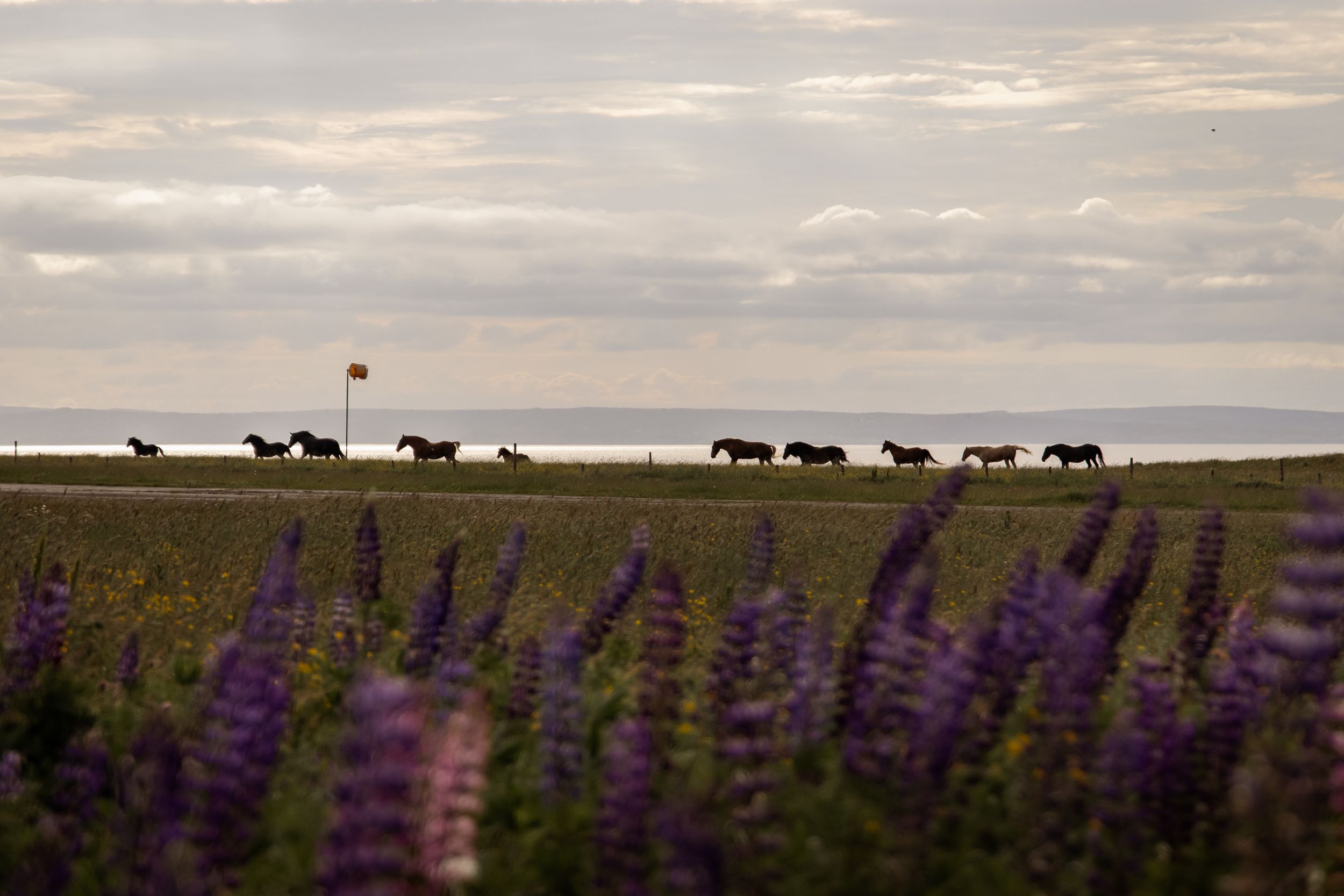 Silhouetted horses graze on horizon at dusk with purple lupine flowers in foreground.