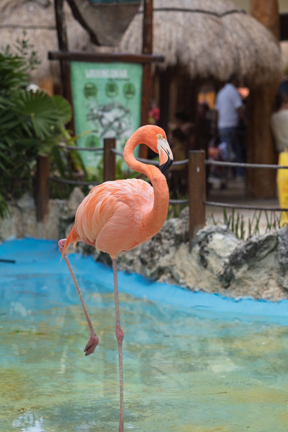 Pink flamingo standing in shallow turquoise water at a tropical exhibit.