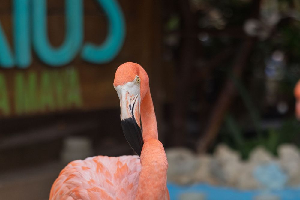 Close-up view of a flamingo's distinctive pink feathers and curved neck.
