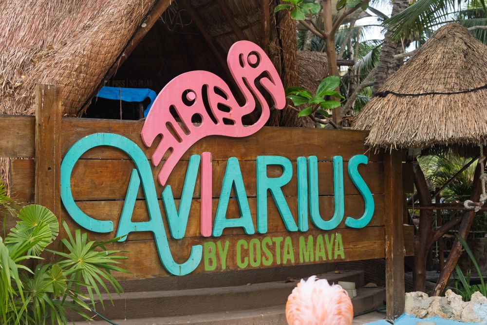 Tropical palm trees frame a wooden sign with turquoise lettering at an aviarium entrance.