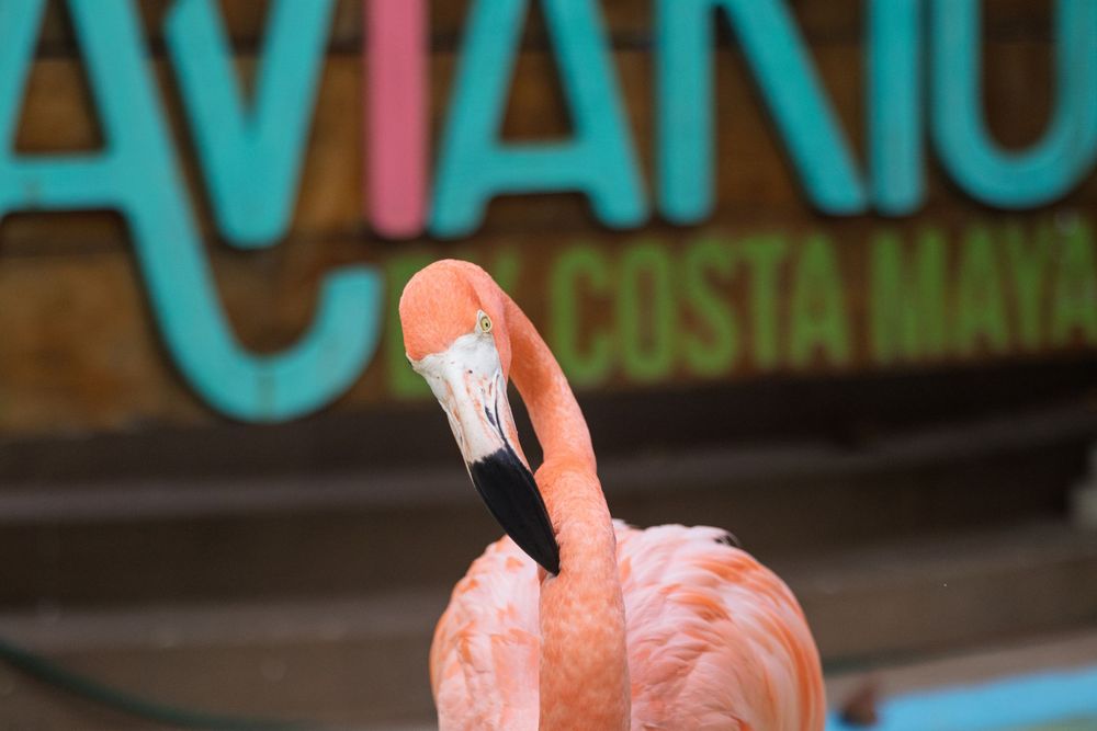 Pink flamingos stand gracefully near a blue sign reading 'Aviarius' at a tropical resort.
