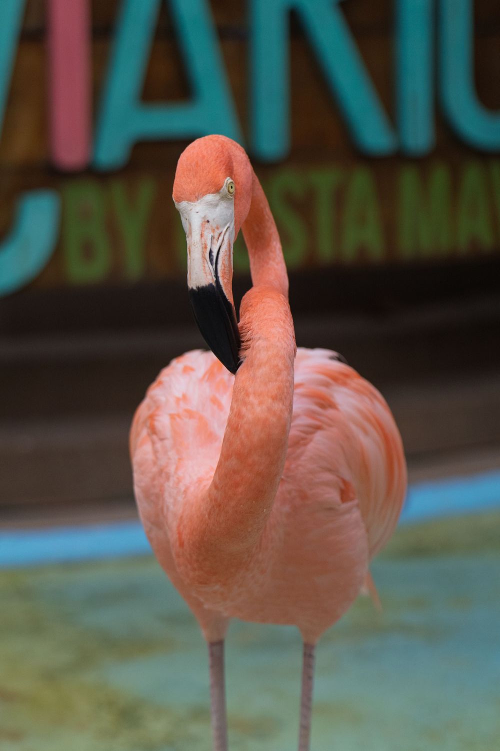 Close-up of pink flamingos standing in shallow water with tropical foliage in the background.