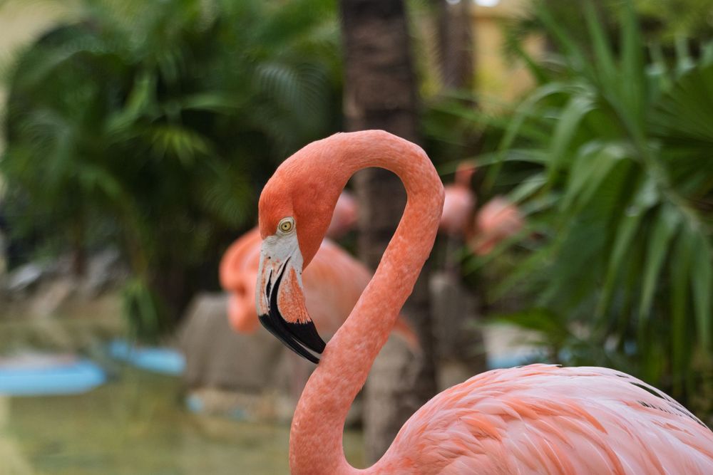 Multiple flamingos with distinctive pink plumage stand near tropical plants and water.